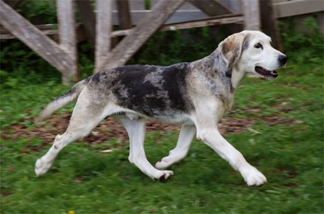 Norwegian hot sale dunker hound